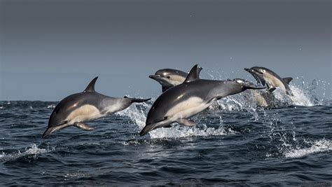 Dolphin Pod Adventures