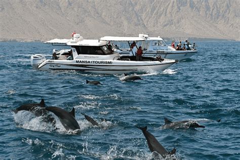 Dolphin Search Oman