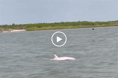 Dolphin Sighting