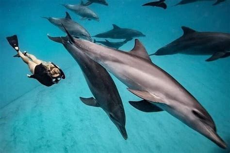 Dolphin Snorkeling & Sunset Cruise: A Detailed Review