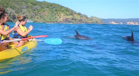 Dolphin Spotting Kayak