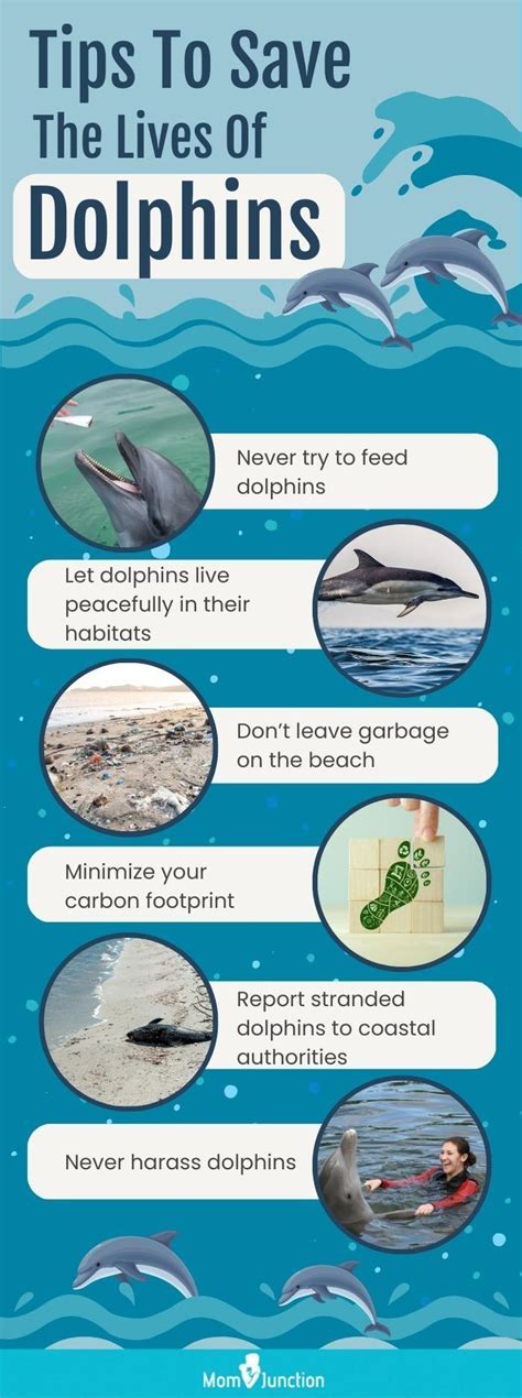 Dolphin Tips