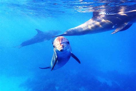 Dolphin Tour Expectations