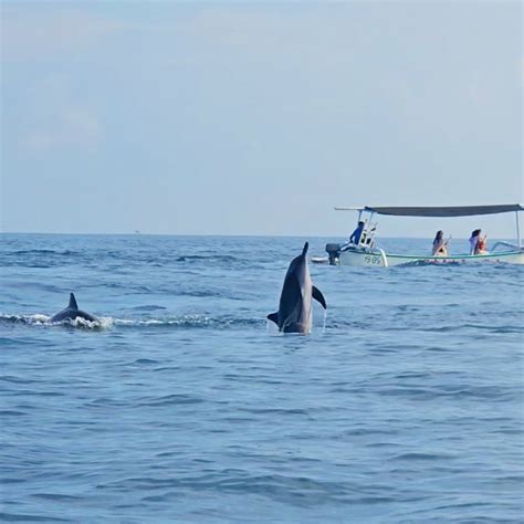 Dolphin Tour Verdict