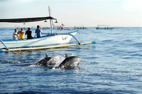 Dolphin Watch Tour