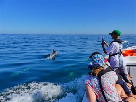 Dolphin Watching Algarve