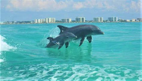 Dolphin Watching Destin Florida