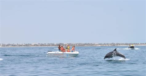 Dolphin Watching Djerba