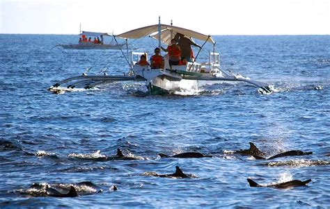 Dolphin Watching Guidelines