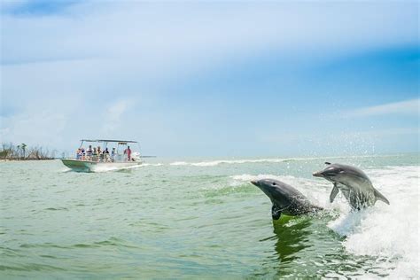 Dolphin Watching Marco Island