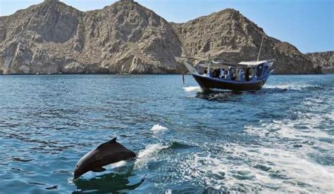 Dolphin Watching Musandam