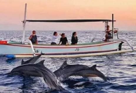 Dolphin Watching Patience