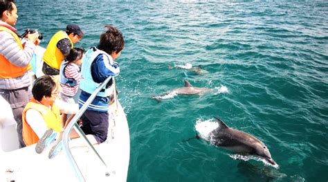 Dolphin Watching Review