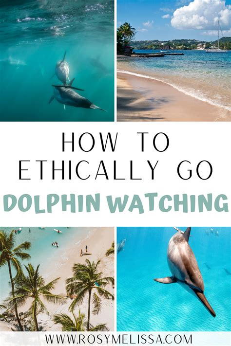 Dolphin Watching Tips