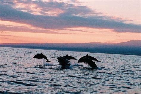 Dolphin sunrise