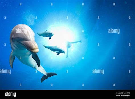 Dolphins Approaching Swimmer