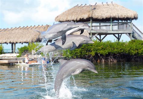 Dolphins Florida Keys