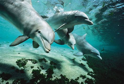 Dolphins and Marine Life