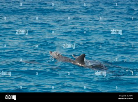 Dolphins Mnemba Atoll