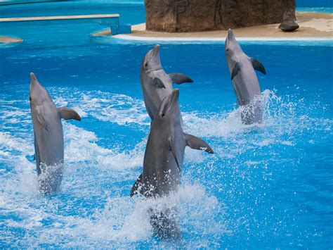 Dolphins Performing