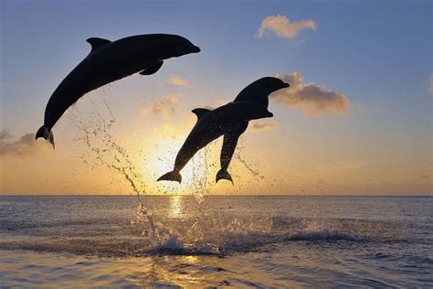 Dolphins jumping at sunset