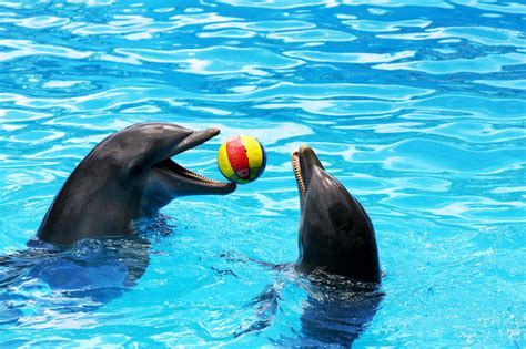Dolphins playing