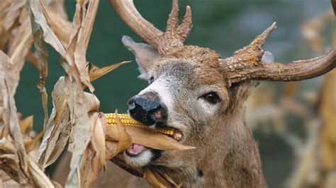 Don'T Feed Deer Corn To Farm Animals