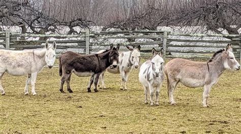 A Helpful Review of Donkey Farm: Is It Worth Visiting?