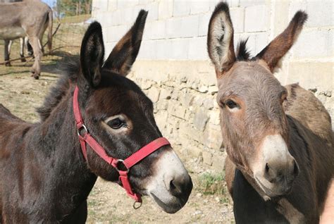 Donkey Farm Visit
