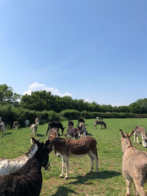 Donkey farm experience