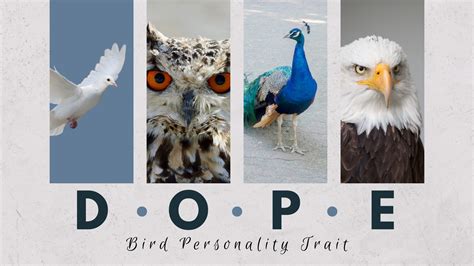 Dope Personality Test Wikipedia