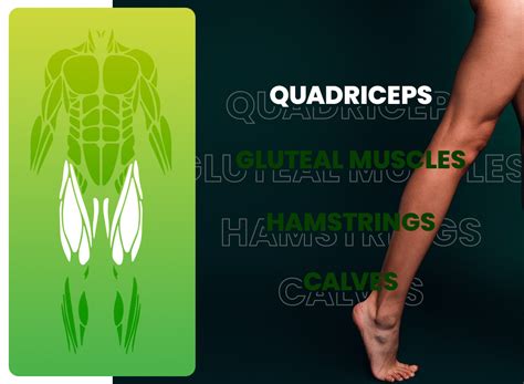 Dorit Muscles 24 Complete Collection: Updated 2026