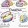 Dorsal Thalamus