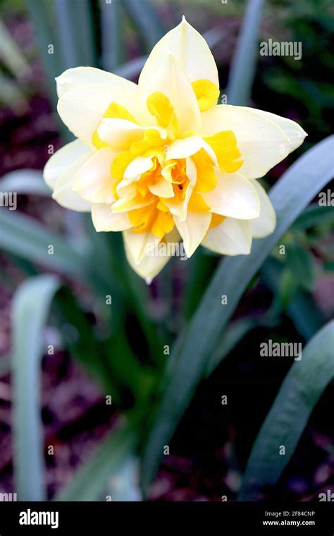 Double Daffodils (Division 4)