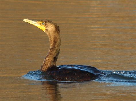Double-crested cormorant diving underwater