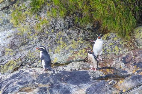Doubtful Sound wildlife
