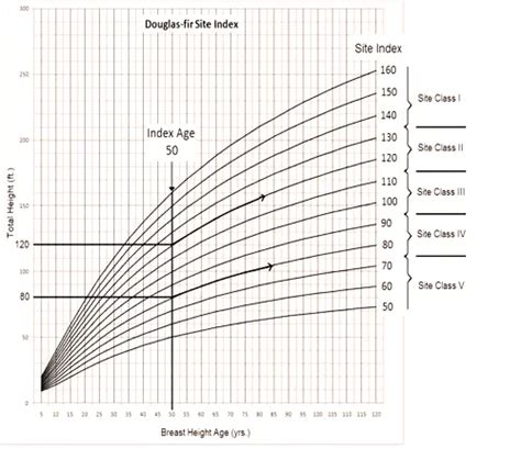 Douglas Fir Growth Chart