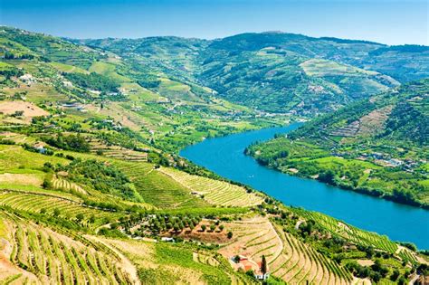 Douro Valley Vineyard
