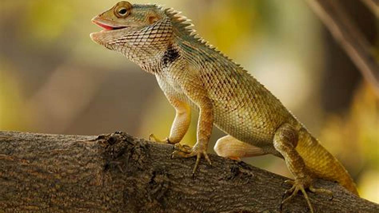 Download And Use 1,000+ Lizard Stock Photos For Free., Images