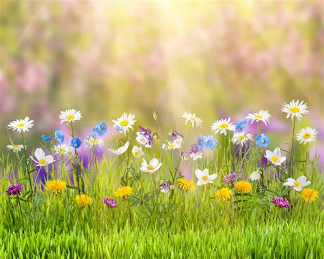 Download Spring-themed wallpaper packs