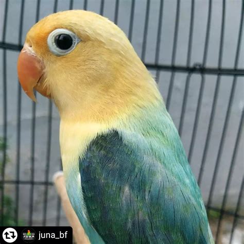 Download Video Burung Lovebird
