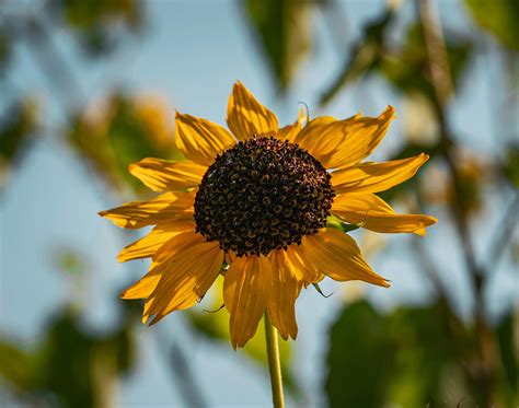 Download VideoAsia Gratis