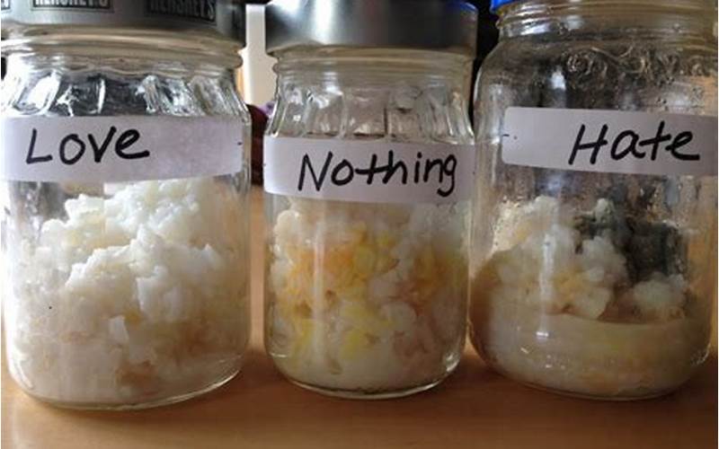 Dr. Emoto Rice Experiment: The Power of Words on Water