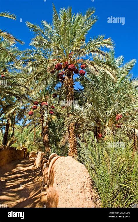 Draa Valley Date Palms