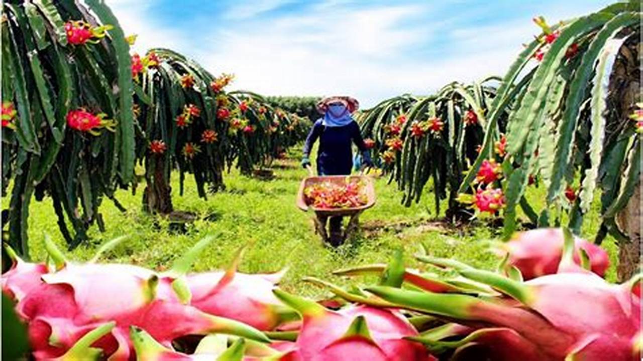 Dragon Fruit Farming In Kenya, Is It Profitable? Oxfarm