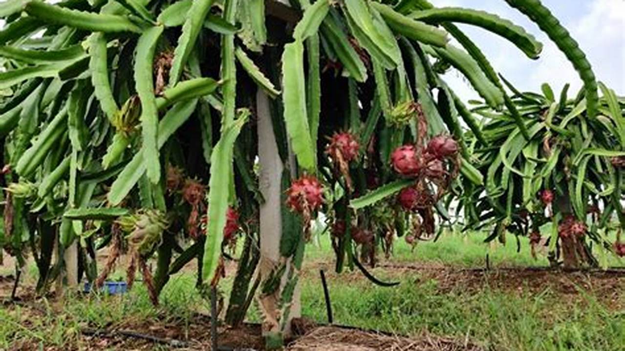 Grow Your Own Dragon Fruit: Ultimate Plant Care Guide for Beginners