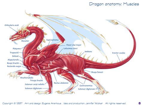 Dragon Anatomy Diagram