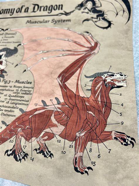 Dragon Anatomy Drawing