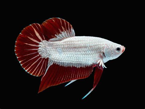 Dragon Betta Fish Breeds