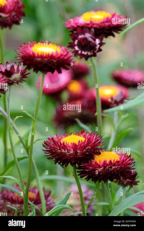 Dragon Fire Flower